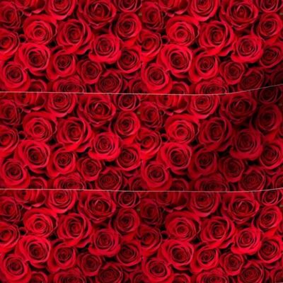 Roses Fabric 