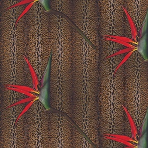 Leopard Strelitzia 