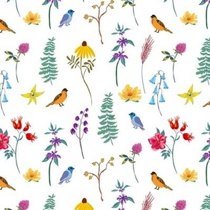 Summer wildflowers and birds on white