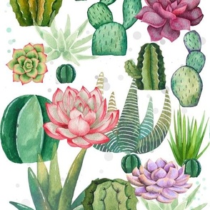 Cacti Jungle