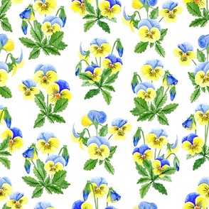 Pansies on white background, watercolour illustration. 