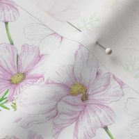 Cosmos Scattered Wildflower Botanical Print