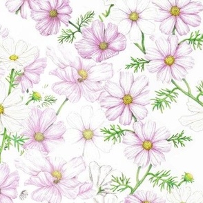 Cosmos Scattered Wildflower Botanical Print