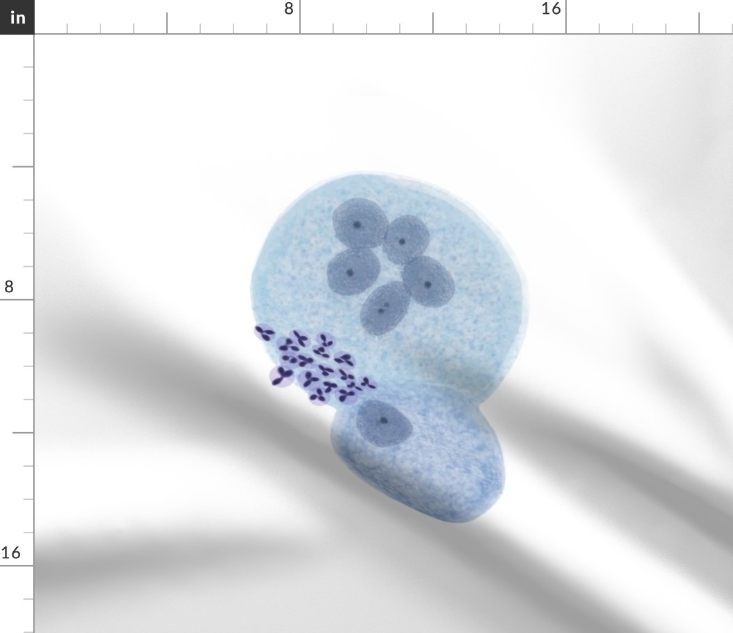 giant macrophages, can use as wall-decor putting over canvas or any project.

Cells from the human body prints are also available. 
Cytology,  pathology,  histology,  teaching and learning guide.  Use it on any science project.  
Other cell types are 