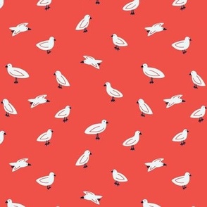 Seagulls in Red