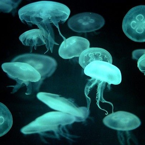 jellyfish_dangerous