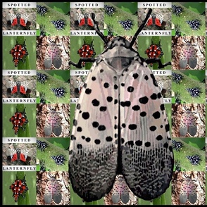 Lanternfly Study 1A