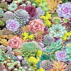 colorful succulents jumbo size