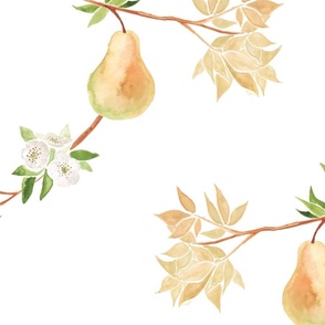 Pear Tree through Seasons