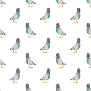 pigeons white background