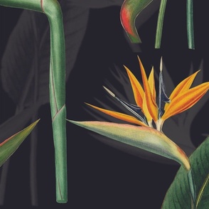 Strelitzia Shadow