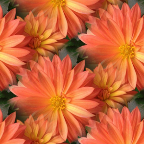 Orange_Dahlia_materal_pattern