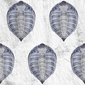 Trilobite Fossil // Blue and Gold // Large