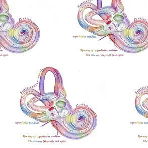 Rainbow Cochlea 