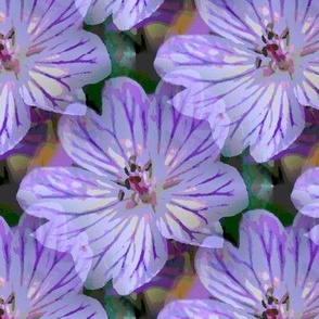 Lavender lilac Cranesbill 