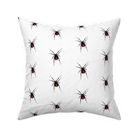 Redback Spider on White