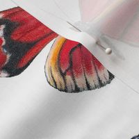 Red "Postman" Butterfly