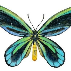 Birdwing Butterfly