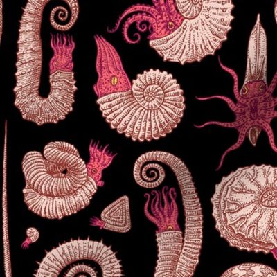 Ammonites - Red