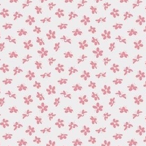 Saxifrage Flower Blooms - Pink
