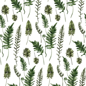 Ferns | Watercolor greenery