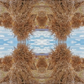 symmetric amish cornstalks
