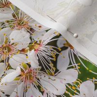 wild crabapple blossoms