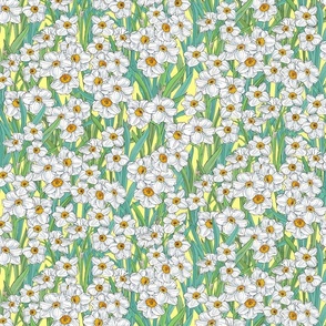 small- Daffodil Fields-on pale yellow