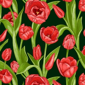 Spring Tulip flowers