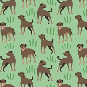 Rottweiler dog on green meadow