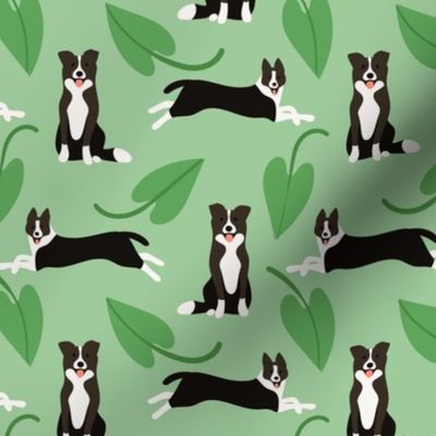 Cute border collie dogs with green leaves on green