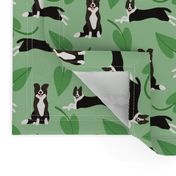 Cute border collie dogs with green leaves on green