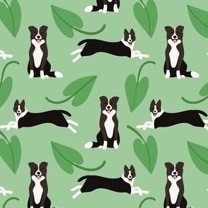 Cute border collie dogs with green leaves on green