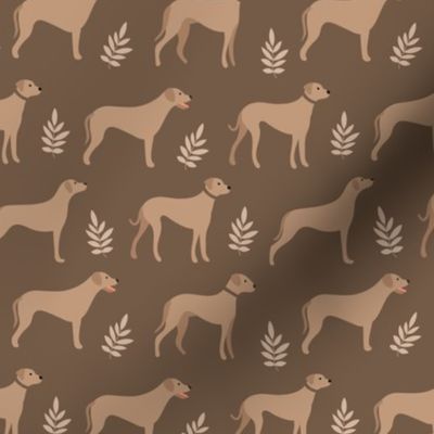 Rhodesian ridgeback in earth tones beige brown 