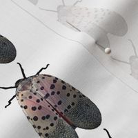 Spotted Lanternfly Study 2 Spots