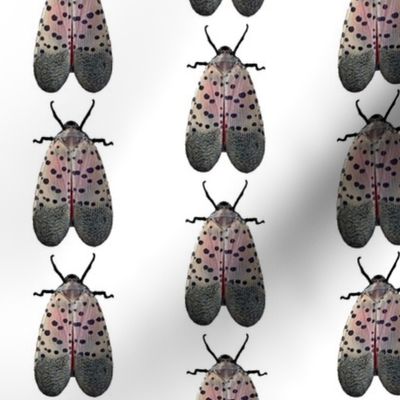 Spotted Lanternfly Study 2 Spots