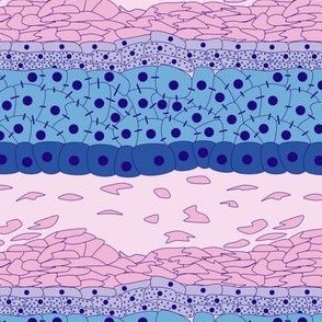 Dermatology in Blues and Pink