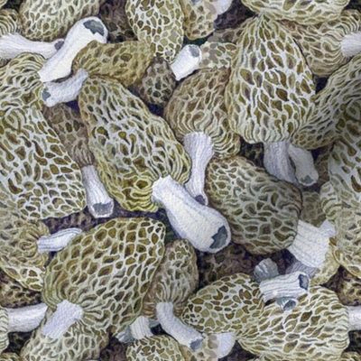 Morel Dilemma