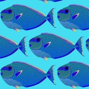Bignose Unicornfish sea blue 5in