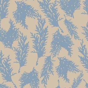 Blue pines