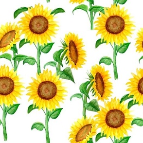 Yellow Watercolor Sunflowers on White Background