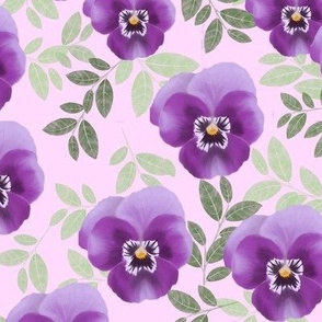 Pansy pink