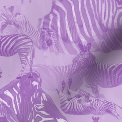 Zebra Abstract in Lavender