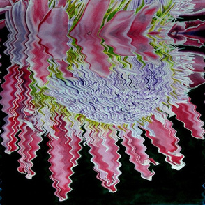 Reflected_Protea_by_Sylvie