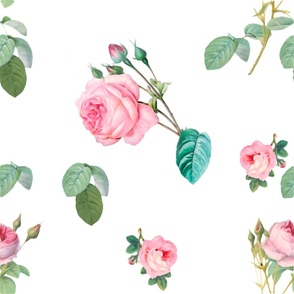Simple vintage,pink roses,white ba