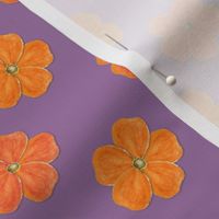 Calif. poppy-violet