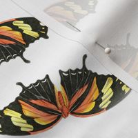 VINTAGE ADMIRAL BUTTERFLY - MEDIUM SCALE