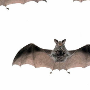 Crazy Bat-large