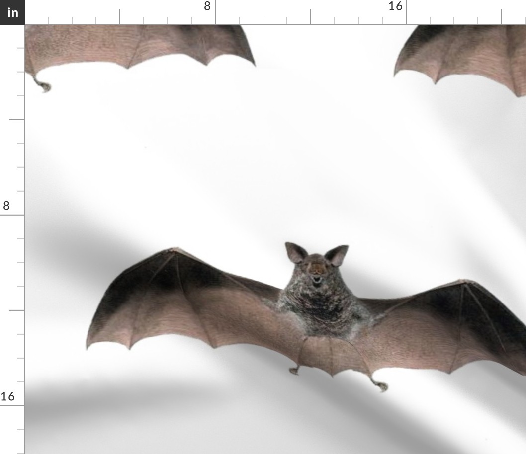 Crazy Bat-large