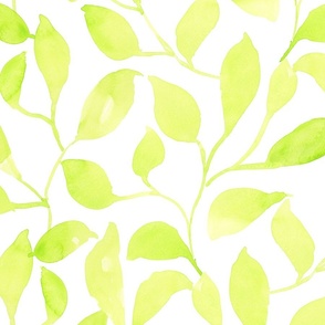 Watercolor key lime leaves